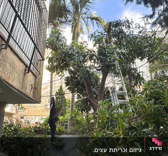 עץ עם סולם ליד בניין גבוה